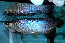 Click image for larger version

Name:	1715.jpg
Views:	146
Size:	62.3 KB
ID:	14213