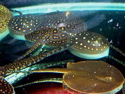 Click image for larger version

Name:	P1060117_resize_resize.jpg
Views:	246
Size:	52.6 KB
ID:	15760