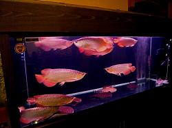 Click image for larger version

Name:	P1060725_resize.JPG
Views:	125
Size:	194.3 KB
ID:	15799