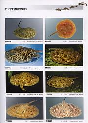 Click image for larger version

Name:	Save0027_resize.JPG
Views:	907
Size:	216.1 KB
ID:	16955