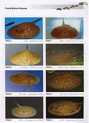 Click image for larger version

Name:	Save0029_resize.jpg
Views:	873
Size:	198.2 KB
ID:	16957