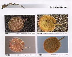 Click image for larger version

Name:	Save0030_resize.jpg
Views:	862
Size:	130.7 KB
ID:	16958
