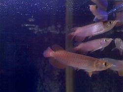 Click image for larger version

Name:	15.jpg
Views:	114
Size:	166.0 KB
ID:	17434