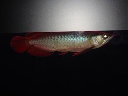 Click image for larger version

Name:	SR.jpg
Views:	73
Size:	142.3 KB
ID:	19305