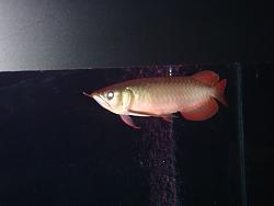 Click image for larger version

Name:	SR II.jpg
Views:	56
Size:	148.6 KB
ID:	19306