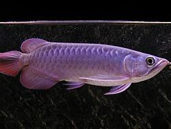 Click image for larger version

Name:	rin5.JPG
Views:	143
Size:	78.0 KB
ID:	1983