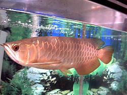 Click image for larger version

Name:	1.jpg
Views:	144
Size:	56.2 KB
ID:	2051