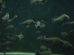 Click image for larger version

Name:	Bemba 015.JPG
Views:	132
Size:	153.1 KB
ID:	23772