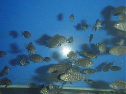 Click image for larger version

Name:	Duboisi 002.JPG
Views:	128
Size:	149.2 KB
ID:	23776