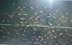 Click image for larger version

Name:	THRPS-BIMBA-001.JPG
Views:	135
Size:	27.5 KB
ID:	23777