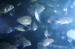 Click image for larger version

Name:	THRPS-BIMBA-002.JPG
Views:	139
Size:	22.8 KB
ID:	23778