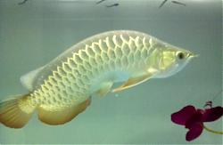 Click image for larger version

Name:	bongkok2.jpg
Views:	132
Size:	83.2 KB
ID:	25433