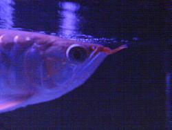 Click image for larger version

Name:	DSC02203.JPG
Views:	69
Size:	50.0 KB
ID:	25502