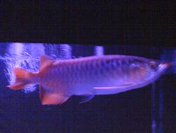 Click image for larger version

Name:	DSC02202.JPG
Views:	66
Size:	49.2 KB
ID:	25503