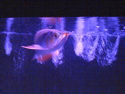 Click image for larger version

Name:	DSC02204.JPG
Views:	69
Size:	58.0 KB
ID:	25504