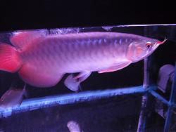 Click image for larger version

Name:	CIMG1968.JPG
Views:	33
Size:	214.8 KB
ID:	25660