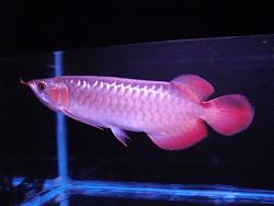 Click image for larger version

Name:	CIMG2032.JPG
Views:	75
Size:	217.5 KB
ID:	25667