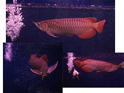 Click image for larger version

Name:	25.jpg
Views:	87
Size:	52.3 KB
ID:	26688