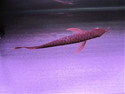 Click image for larger version

Name:	IMG_0543a.jpg
Views:	155
Size:	132.1 KB
ID:	27400