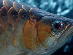 Click image for larger version

Name:	mata1.jpg
Views:	319
Size:	147.1 KB
ID:	27930