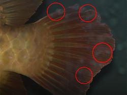 Click image for larger version

Name:	mata2 ekor.jpg
Views:	263
Size:	83.6 KB
ID:	27932