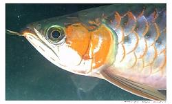 Click image for larger version

Name:	DVC00006.JPG
Views:	55
Size:	83.4 KB
ID:	4075