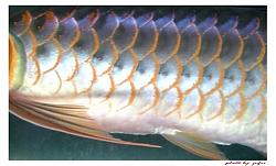 Click image for larger version

Name:	DVC00007.JPG
Views:	49
Size:	82.7 KB
ID:	4076