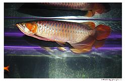 Click image for larger version

Name:	PC020012.JPG
Views:	63
Size:	187.5 KB
ID:	4443