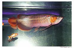 Click image for larger version

Name:	PC020013.JPG
Views:	61
Size:	190.3 KB
ID:	4444