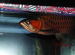 Click image for larger version

Name:	PC230082.JPG
Views:	46
Size:	125.3 KB
ID:	4803