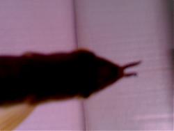 Click image for larger version

Name:	Image012.jpg
Views:	56
Size:	56.8 KB
ID:	6614