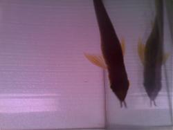 Click image for larger version

Name:	Image007.jpg
Views:	61
Size:	68.5 KB
ID:	6617