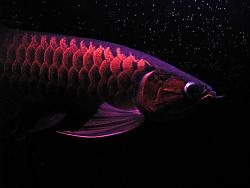 Click image for larger version

Name:	P4290515++.jpg
Views:	49
Size:	70.5 KB
ID:	6742