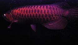 Click image for larger version

Name:	fb1.jpg
Views:	42
Size:	50.8 KB
ID:	6761