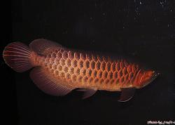 Click image for larger version

Name:	samJUL007.JPG
Views:	41
Size:	66.1 KB
ID:	7732