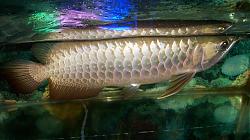 Click image for larger version

Name:	100_1620.jpg
Views:	124
Size:	164.5 KB
ID:	8177