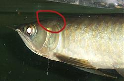 Click image for larger version

Name:	100_4193m.jpg
Views:	86
Size:	105.4 KB
ID:	9271