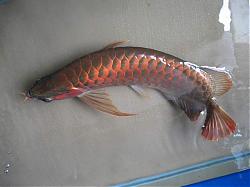 Click image for larger version

Name:	IMG_0017a.jpg
Views:	119
Size:	27.4 KB
ID:	9400