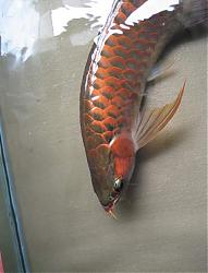 Click image for larger version

Name:	IMG_0019a.jpg
Views:	112
Size:	28.6 KB
ID:	9402