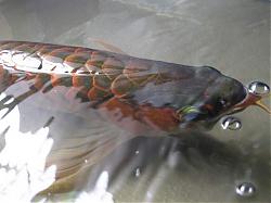 Click image for larger version

Name:	IMG_0029a.jpg
Views:	80
Size:	25.5 KB
ID:	9408