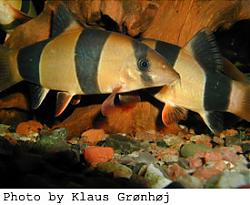 Click image for larger version

Name:	clown_loach_small_2.jpg
Views:	324
Size:	26.4 KB
ID:	2013
